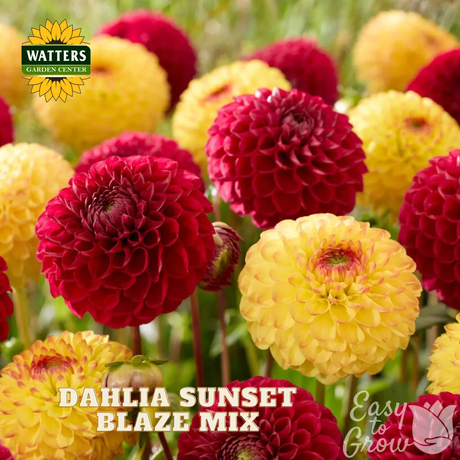 Dahlia Sunset Blaze Mix