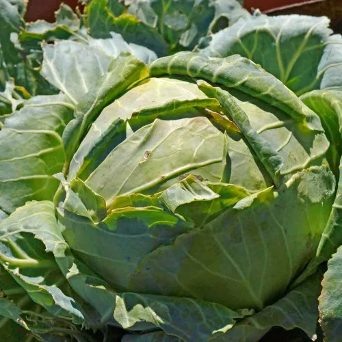 Danish Ballhead Cabbage Seeds - (Brassica oleracea)