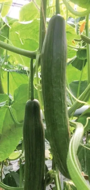 DavidaF1 Long Dutch Cucumber (Treated seed)