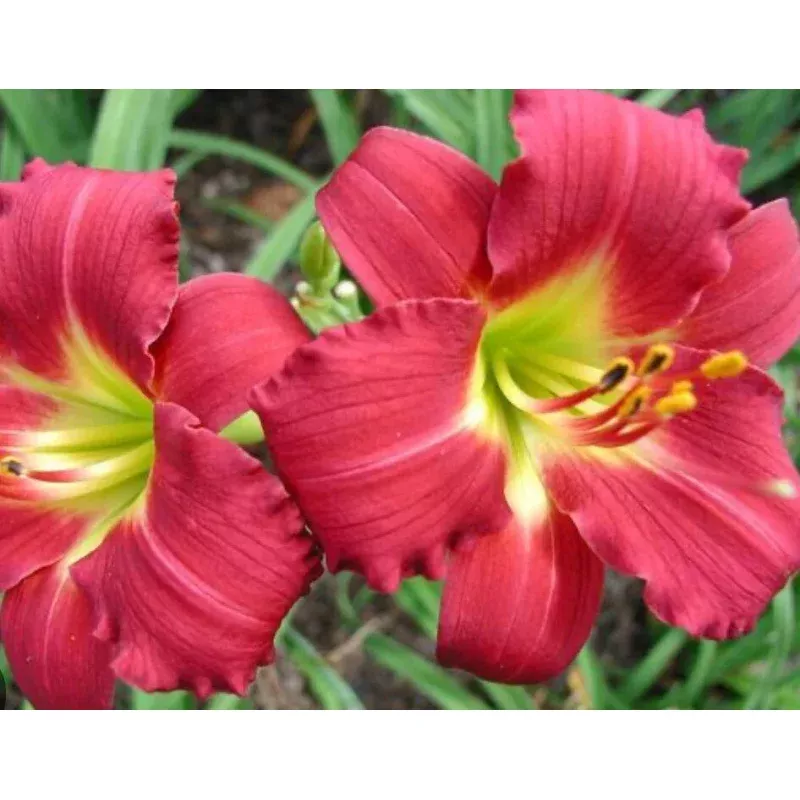 Daylily Plant - 1 Bare Root Fan - Awarded Ruby Red Stella - Hemerocallis