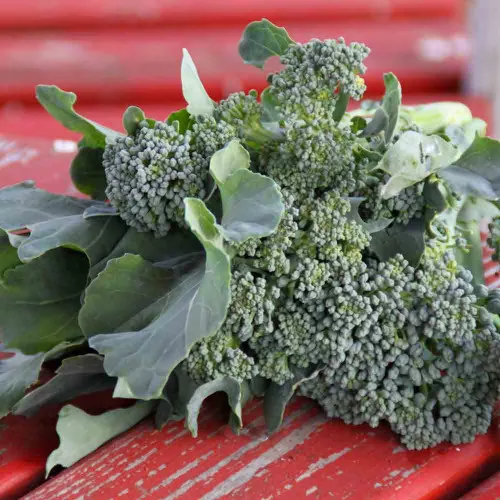 De Cicco Broccoli Seeds - (Brassica oleracea)