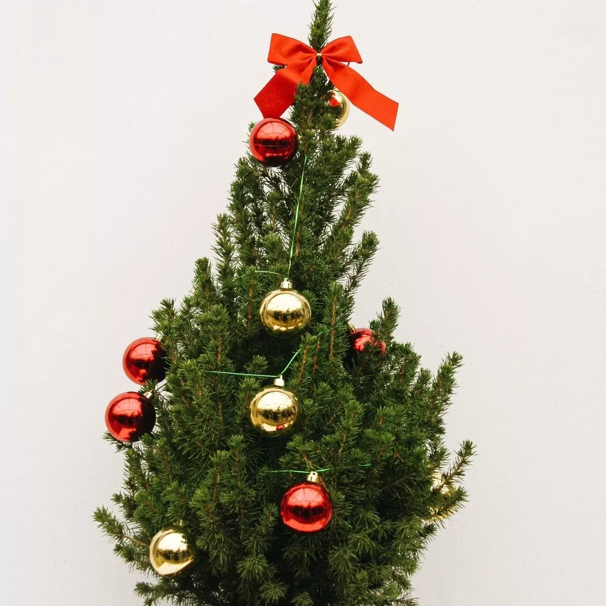 Decorated Dwarf Alberta Spruce with String Lights
