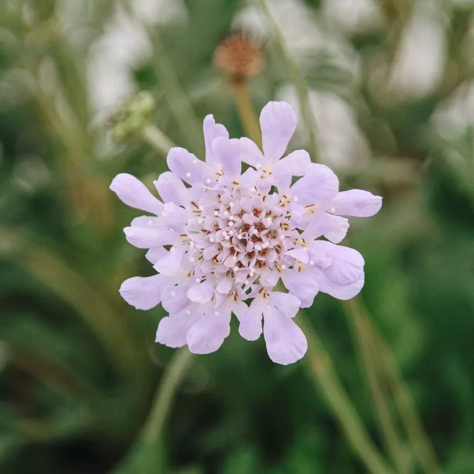 Deep Blue Pincushion Flower