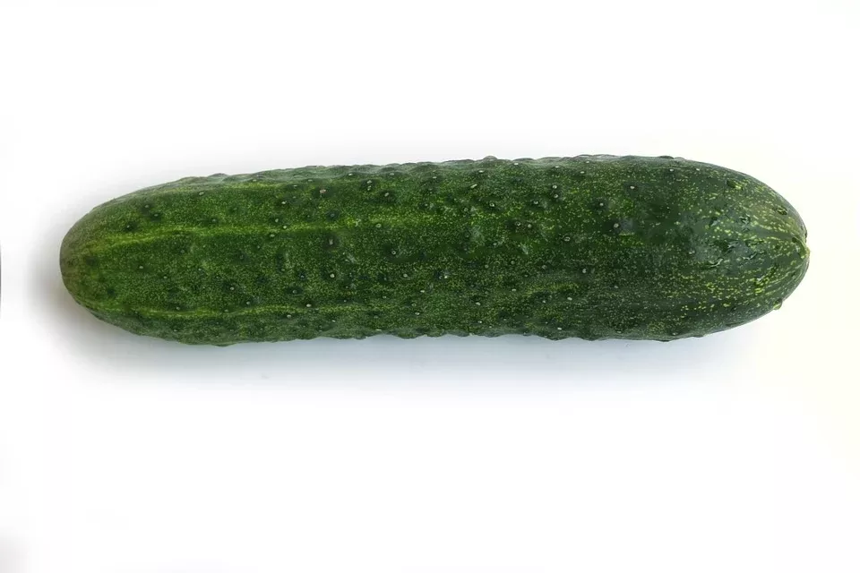 Deli-StarF1 Mini Cucumber (Treated seed)