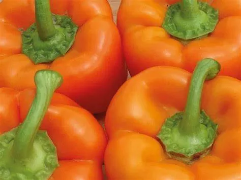 Delirio F1Orange Bell Pepper