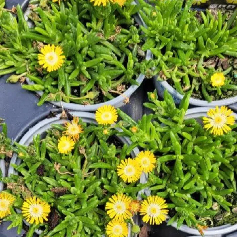 Delosperma ‘Jewel of Desert Peridot’ (bright yellow)
