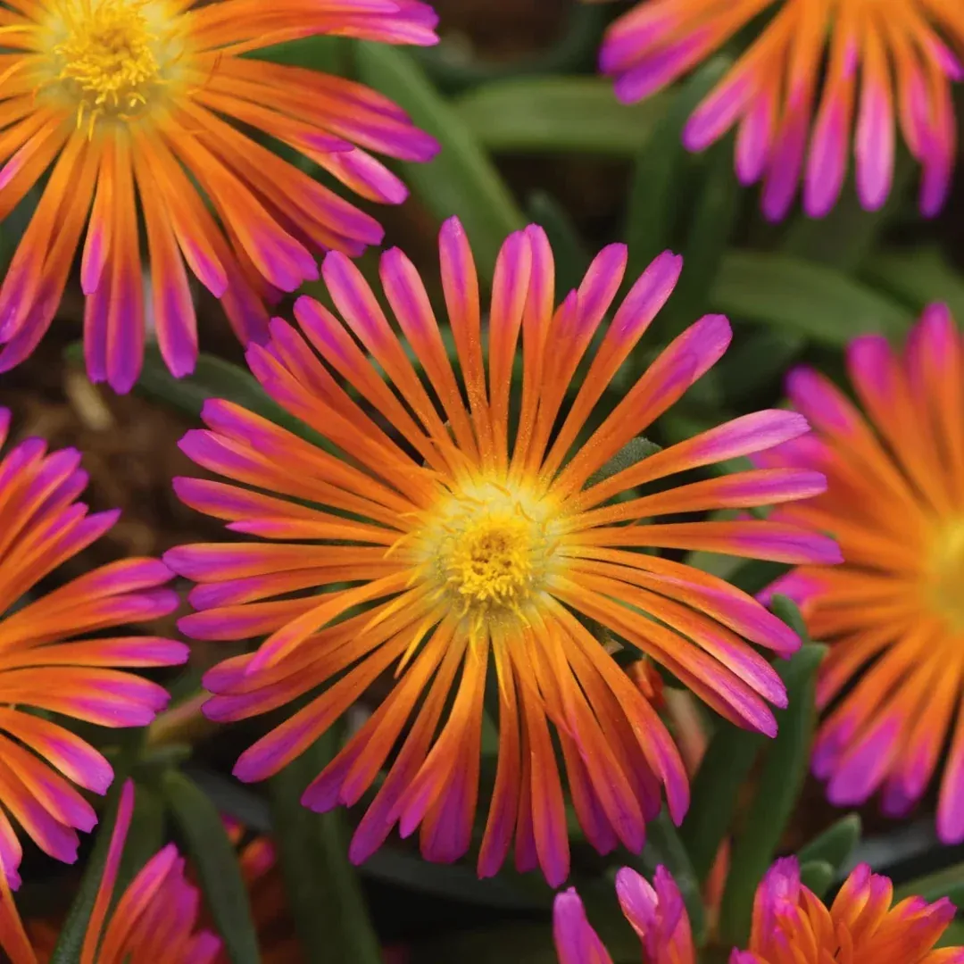 Delosperma Ocean Sunset ‘Orange Glow’