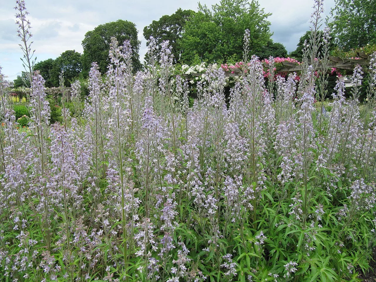 Delphinium requienii | Requin's Bee Delphinium