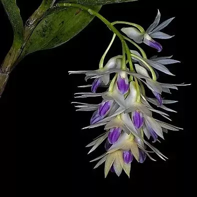 Dendrobium amethystoglossum