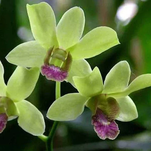 Dendrobium Burana Jade – ‘Variegata’