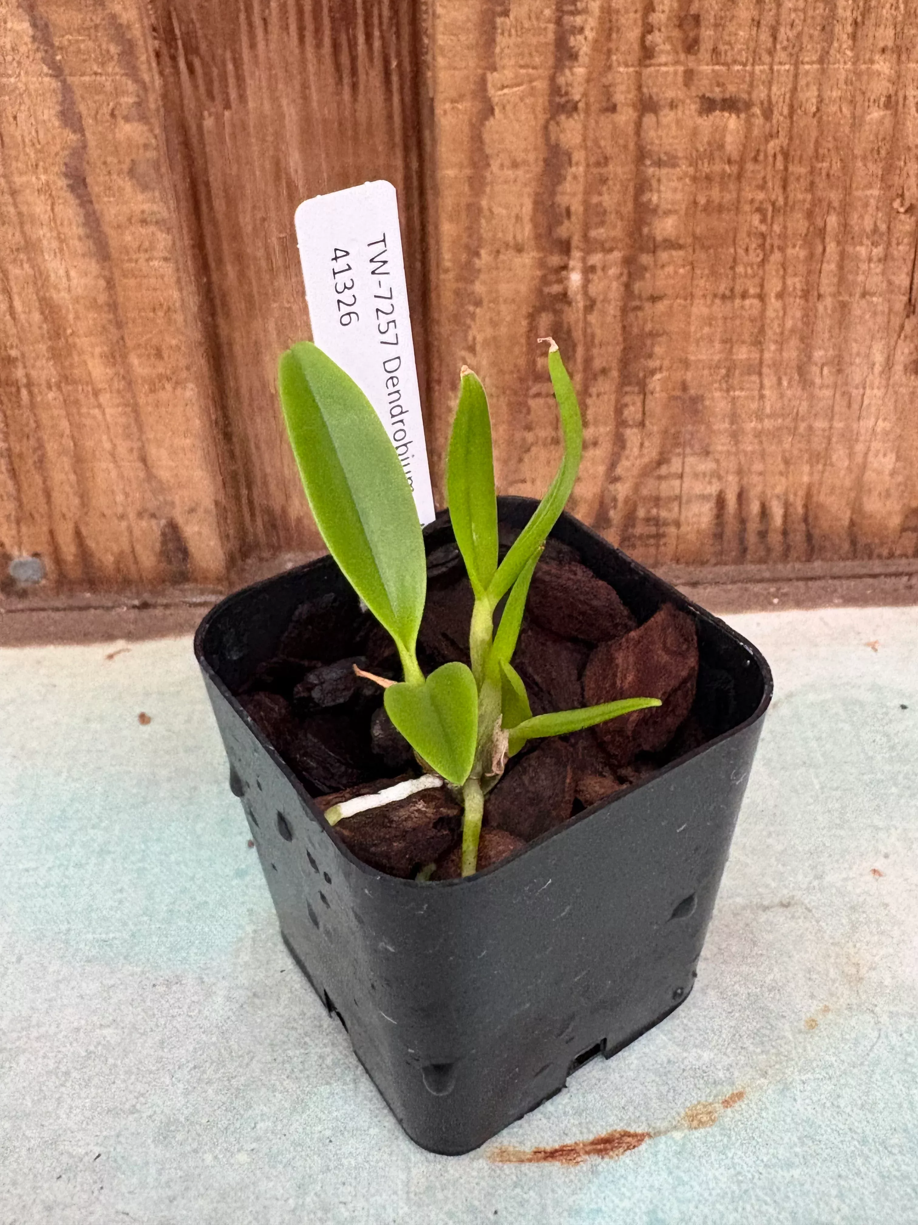 Dendrobium calophyllum