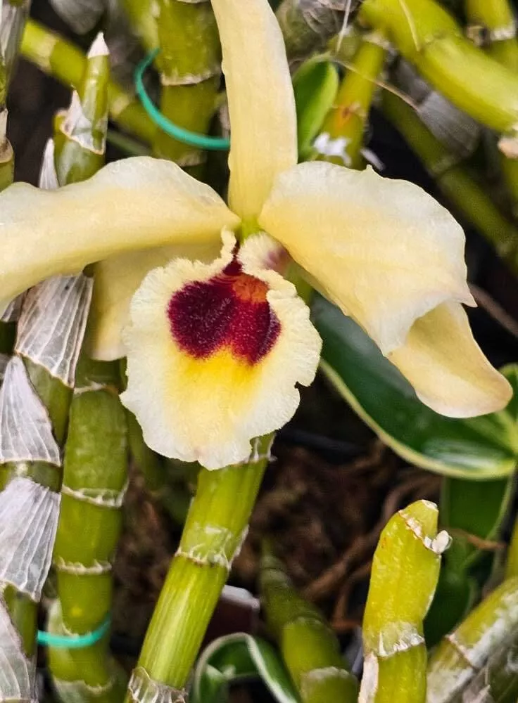 Dendrobium Golden Blossom 'Kogane'