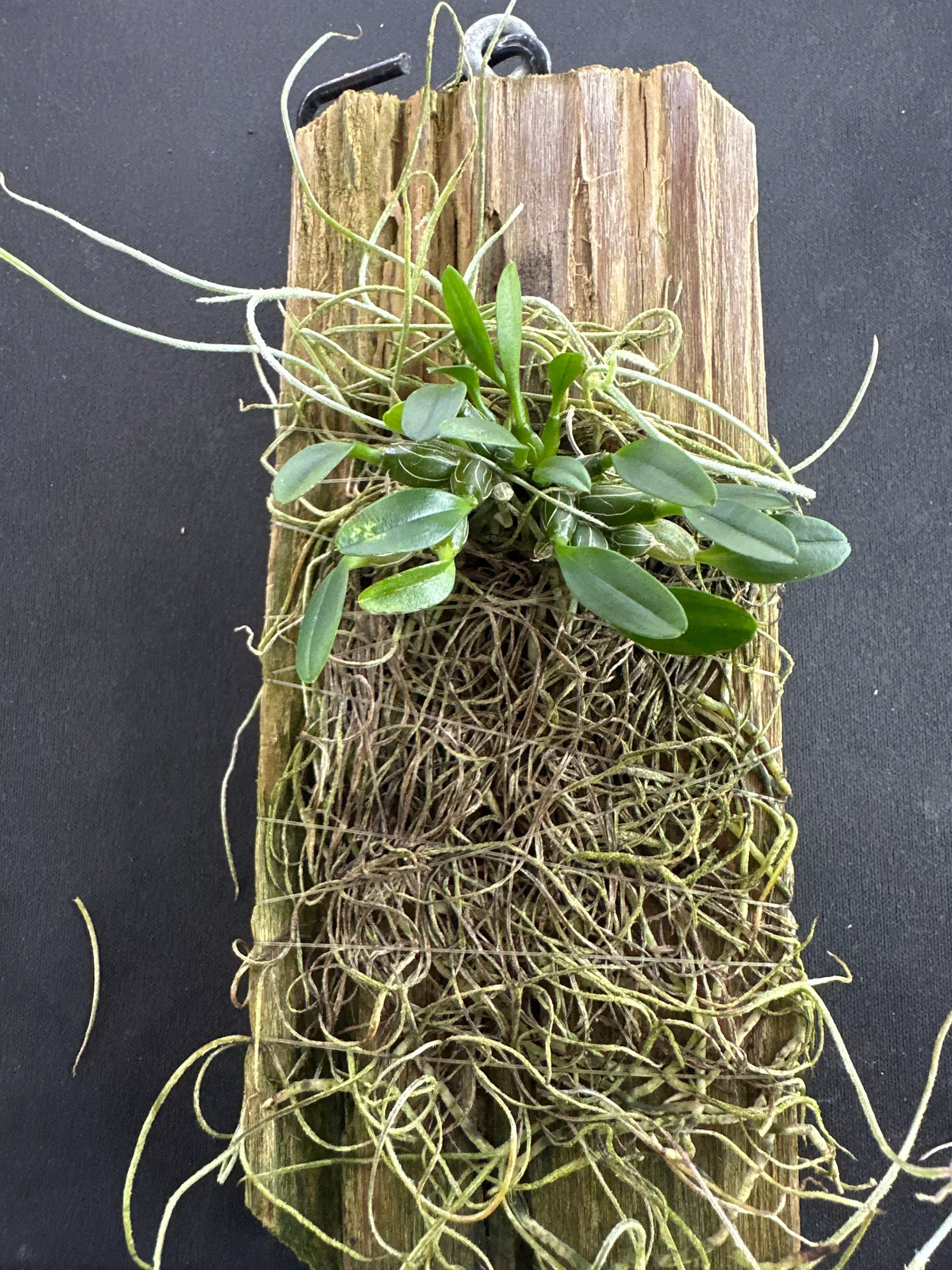 Dendrobium jenkensii mounted