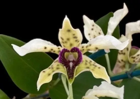 Dendrobium Little Norman