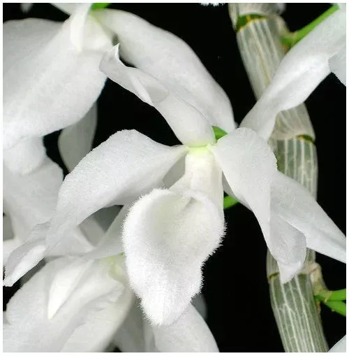 Dendrobium Nestor