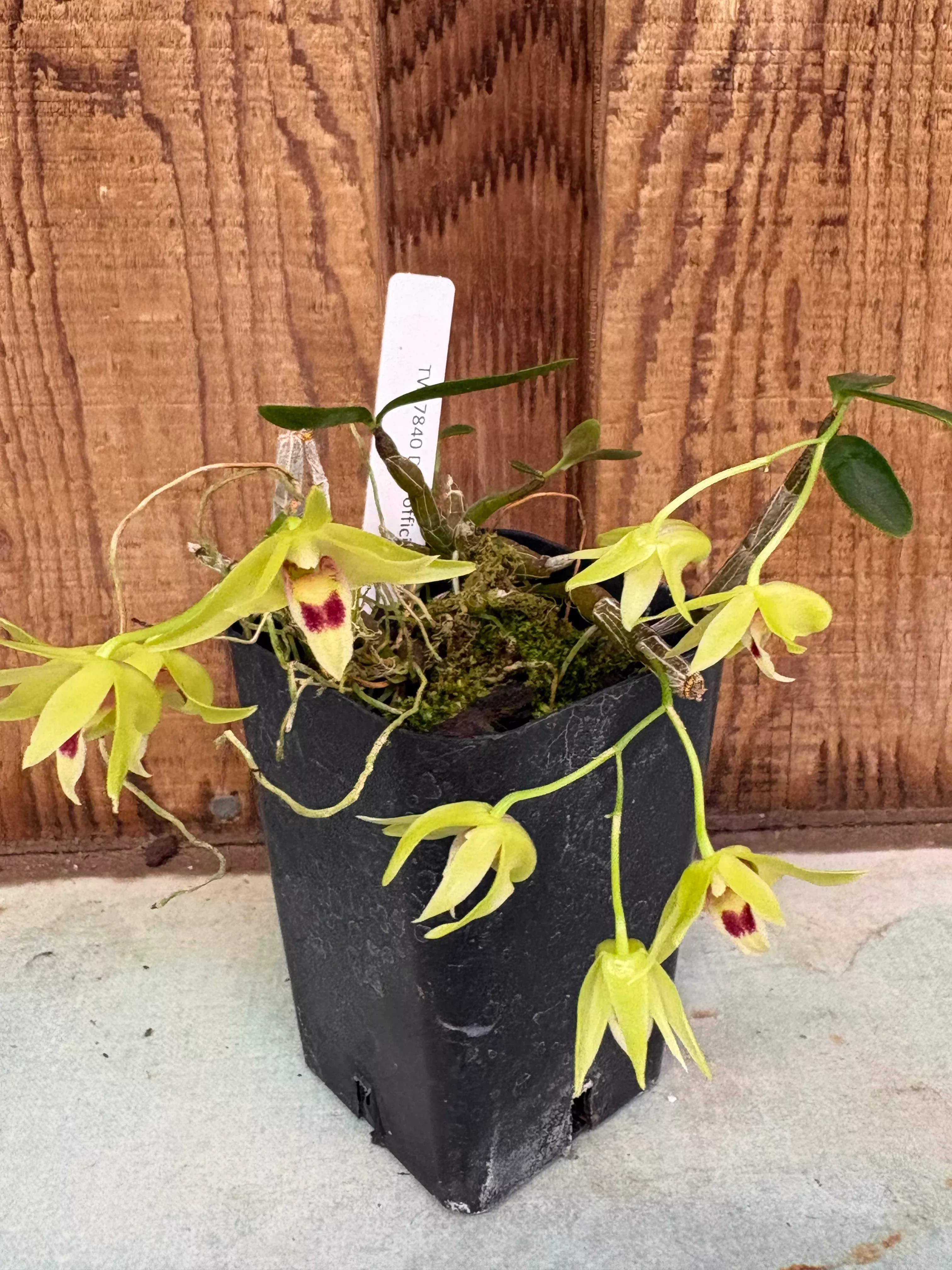 Dendrobium officinale