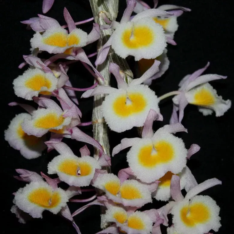 Dendrobium primulinum