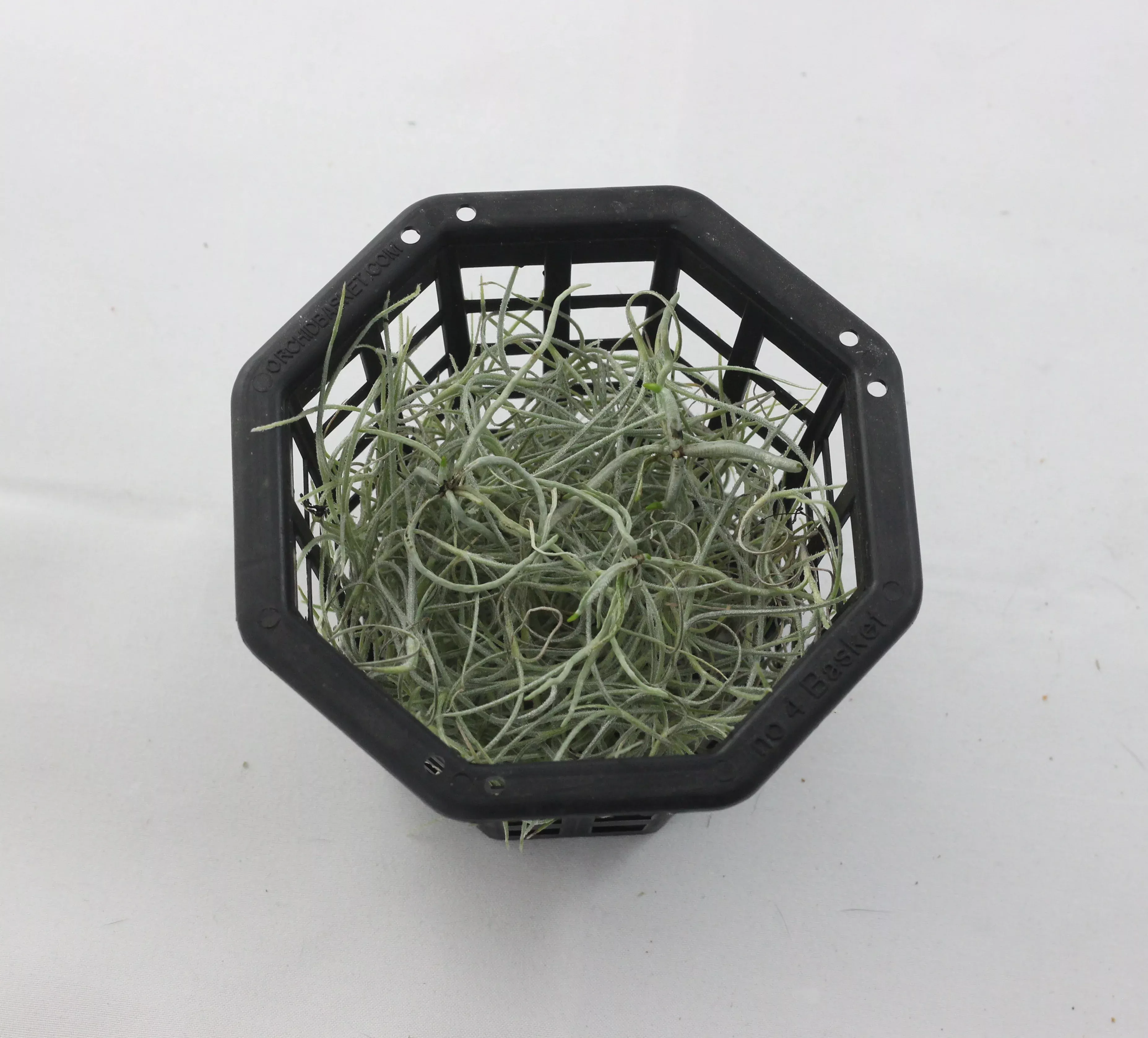Dendrophylax varius seedlings