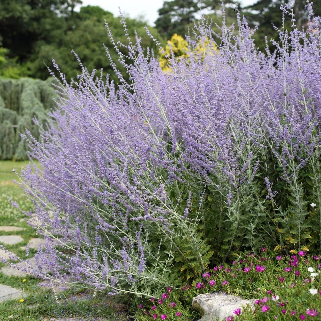 Denim ‘n Lace Russian Sage