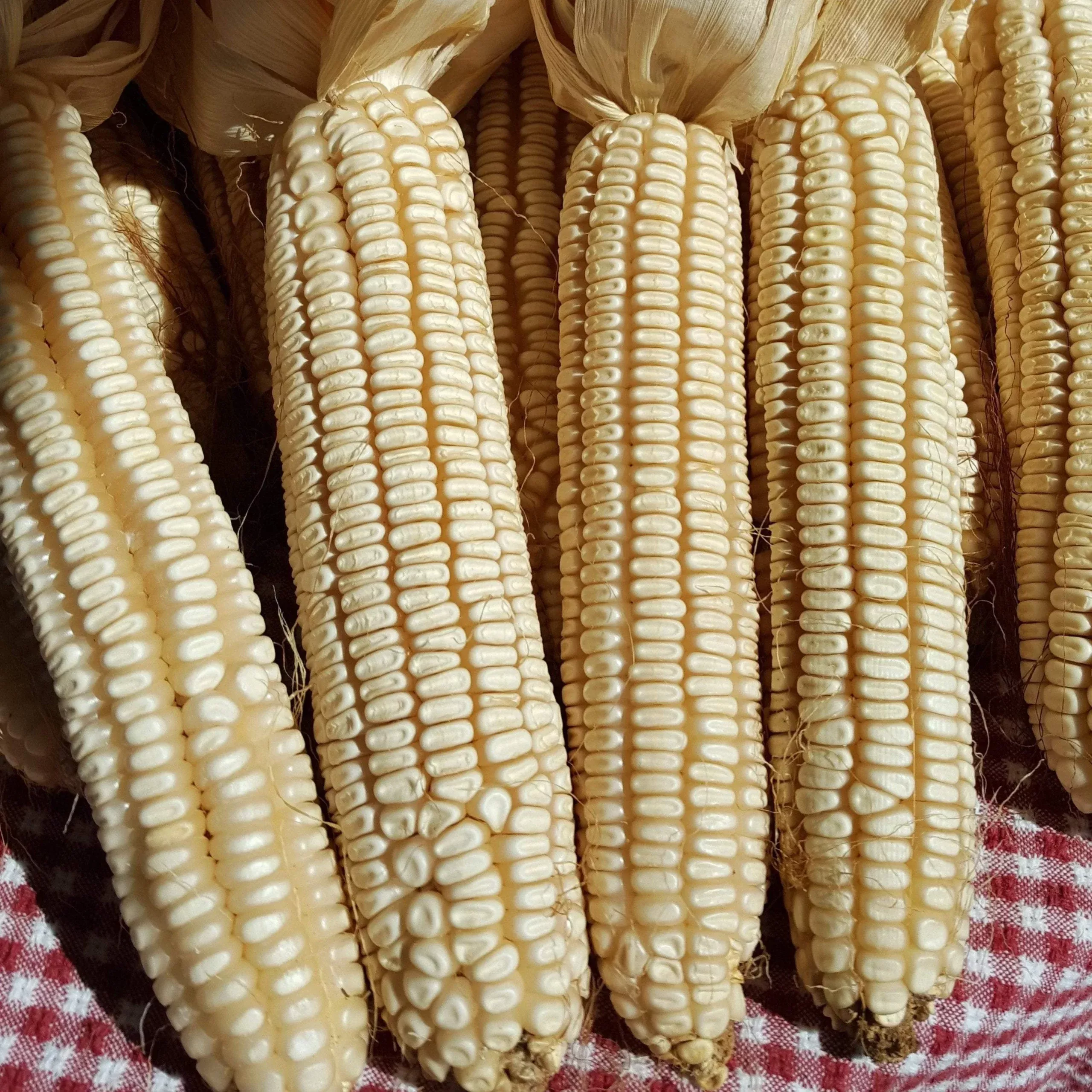 Dent Corn Seeds – Cataloochee White