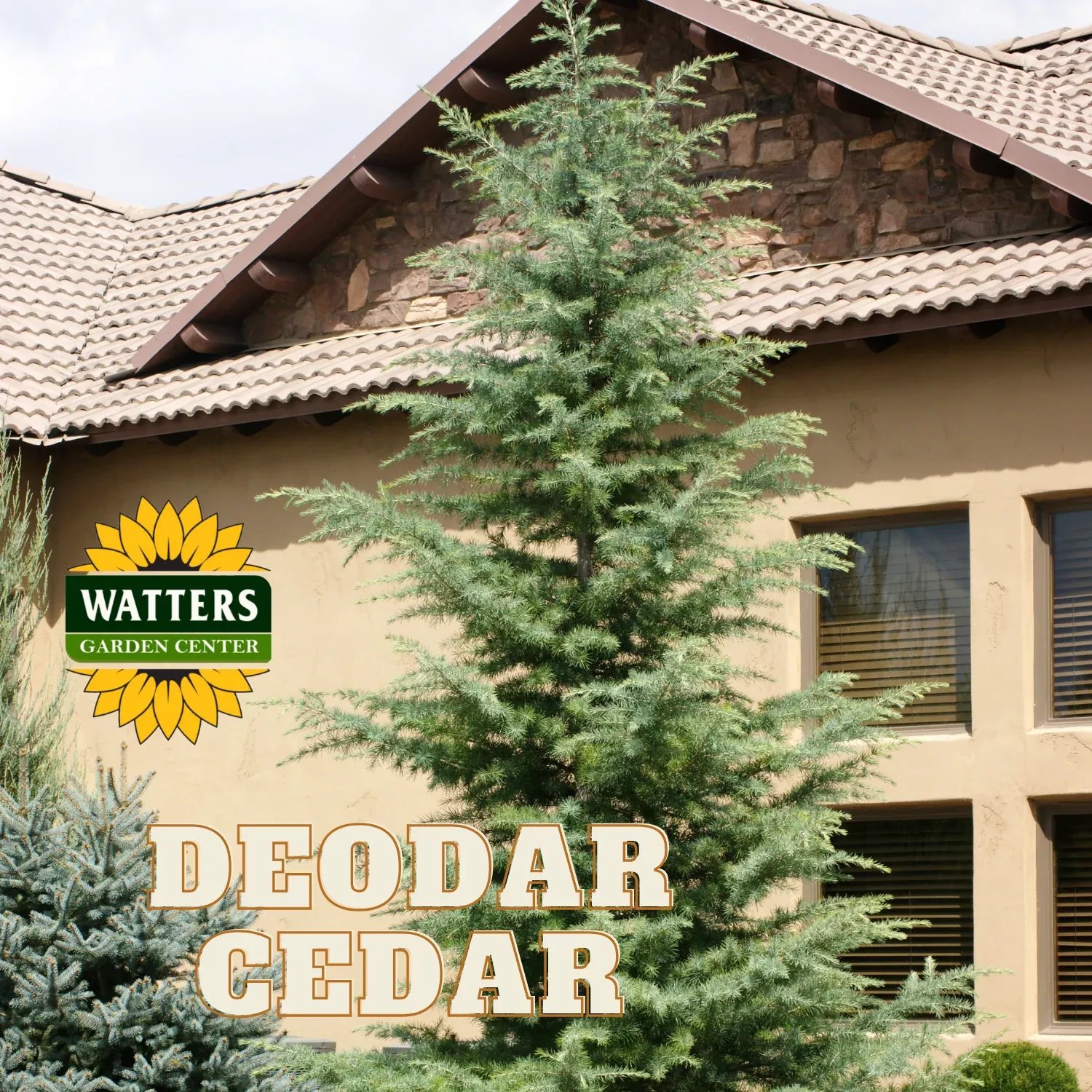 DEODAR CEDAR TREE 15gal
