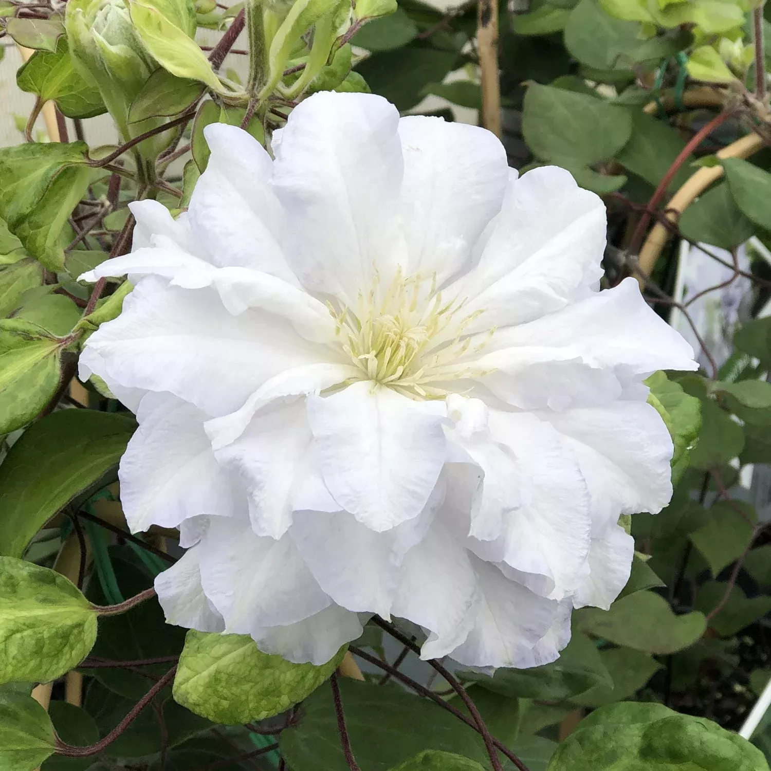 Diamond Ball Clematis
