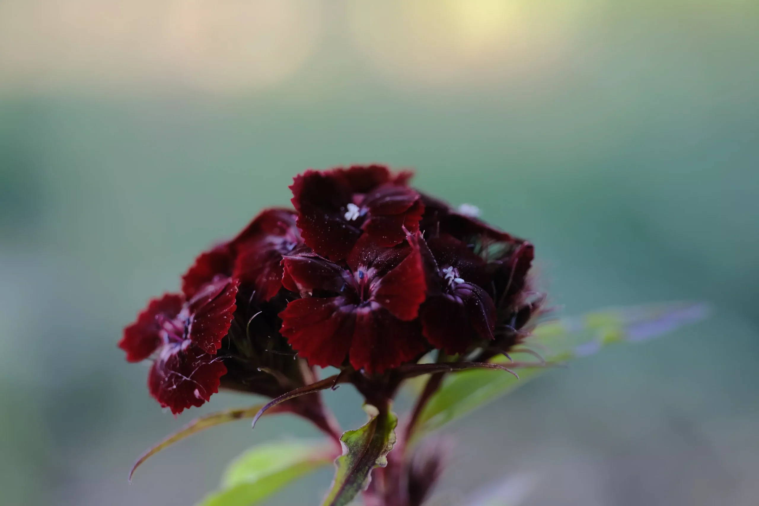 Dianthus barbatus ‘Nigrescens’ | sooty sweet william