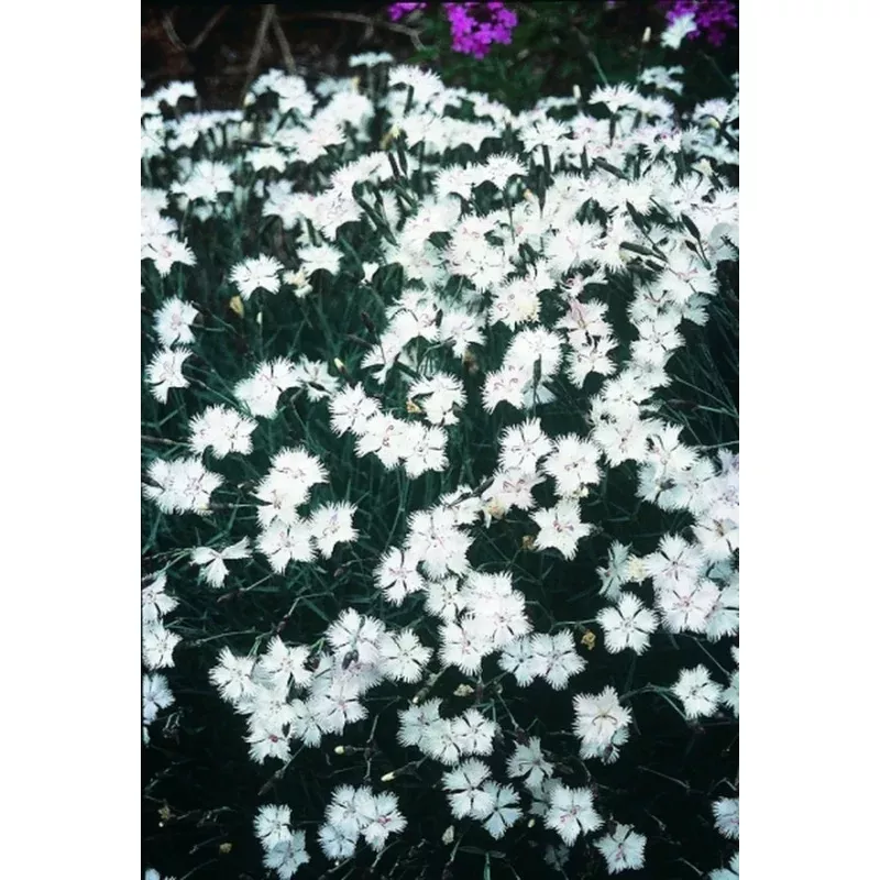 Dianthus Greystone
