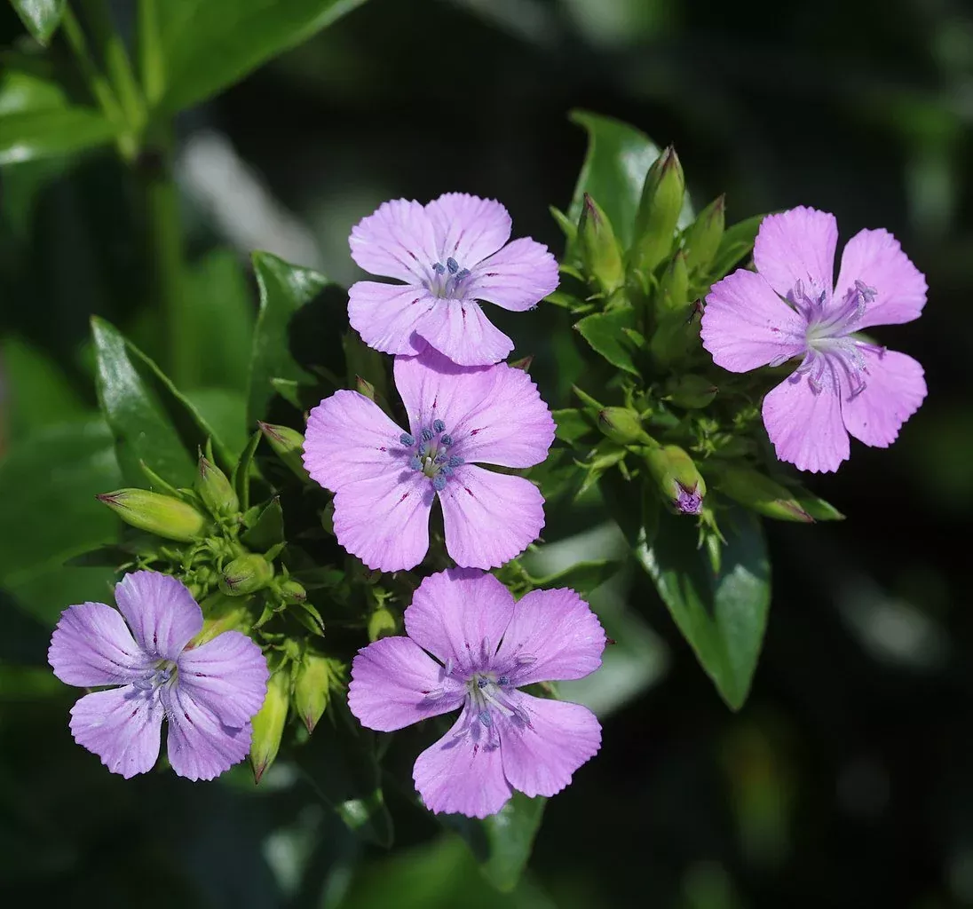 Dianthus japonicus | seashore pink