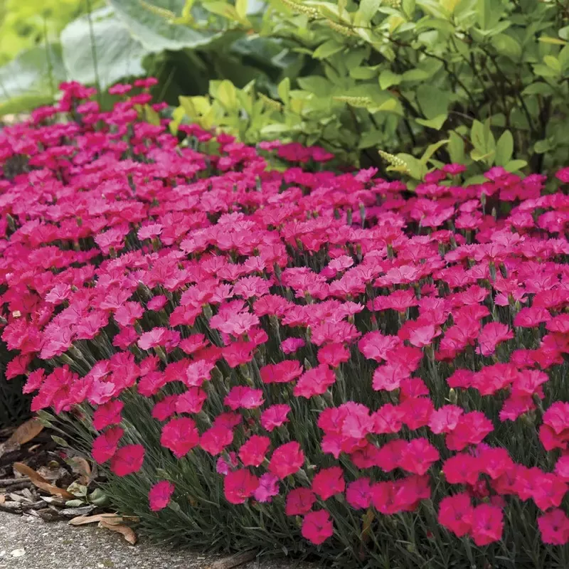 Dianthus ‘Paint the Town Magenta’