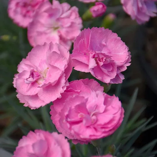 Dianthus Pinks Fruit Punch Sweety Pie - 6