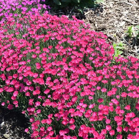 Dianthus Pinks Paint The Town Magenta - 6