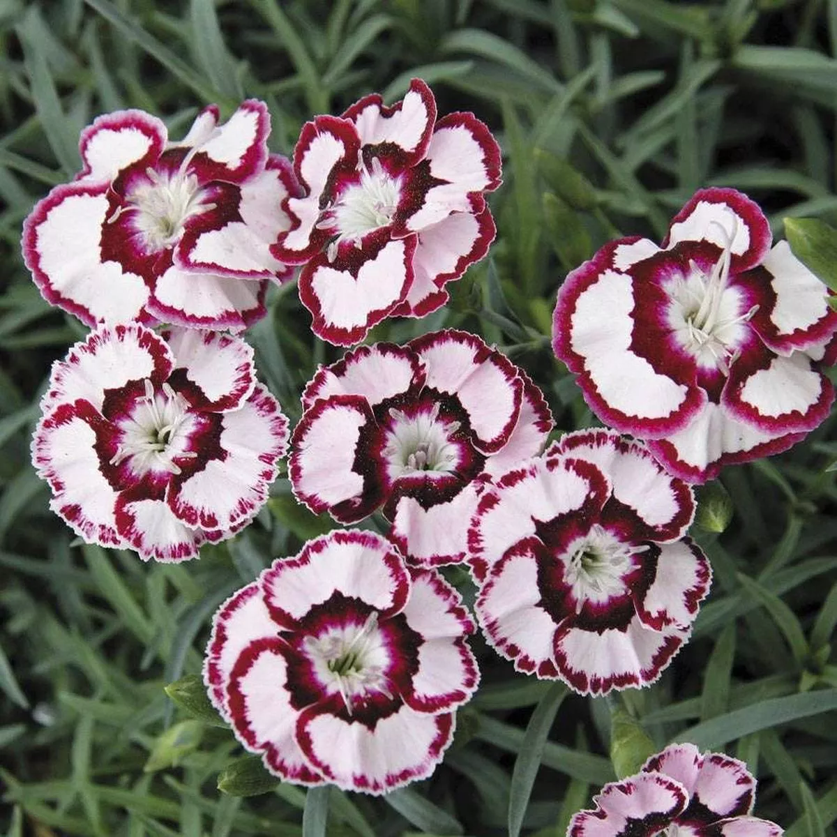 Dianthus ‘Raspberry Swirl’