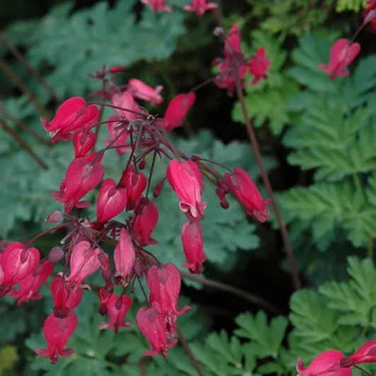 Dicentra Bleeding Heart Amore Rose