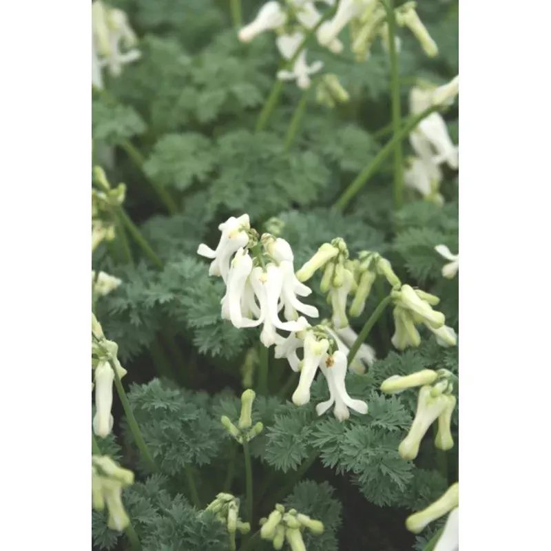 Dicentra Ivory Hearts PP 15599