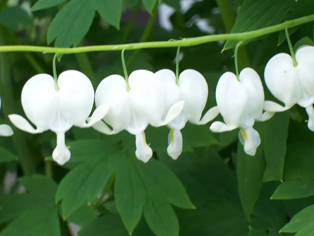 Dicentra spectabilis 'Alba' | bleeding hearts