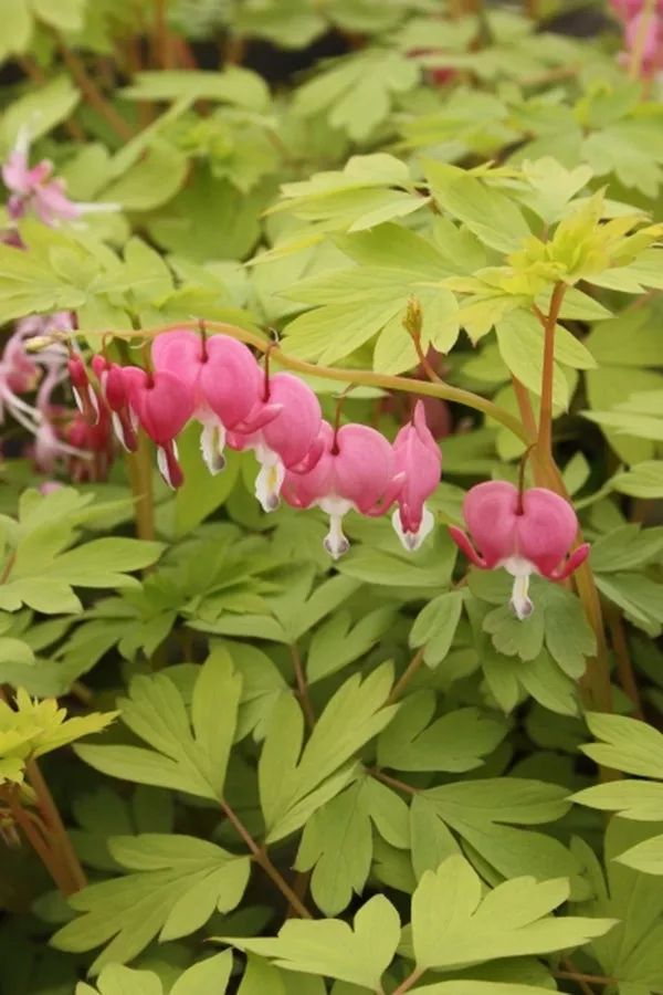 Dicentra spectabilis ‘Gold Heart’