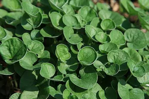 DICHONDRA micrantha 'Emerald Falls'