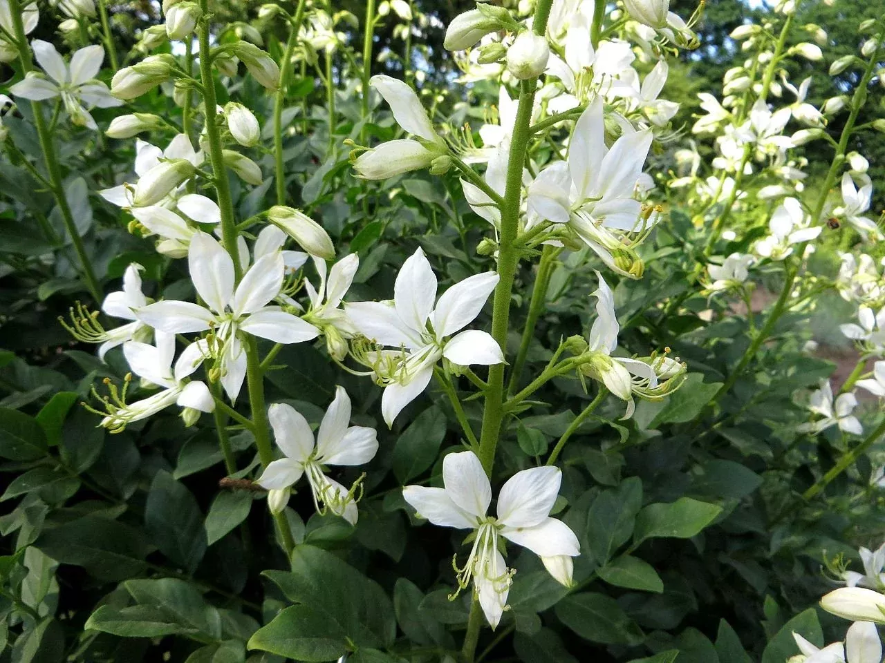 Dictamnus albus var. albiflorus | gas plant