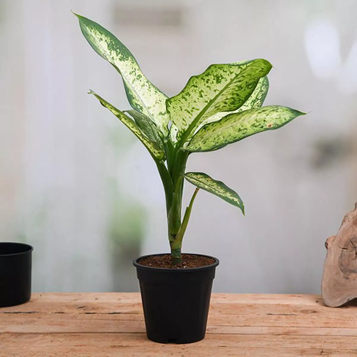 Dieffenbachia Amoena Tropic Snow – Plant