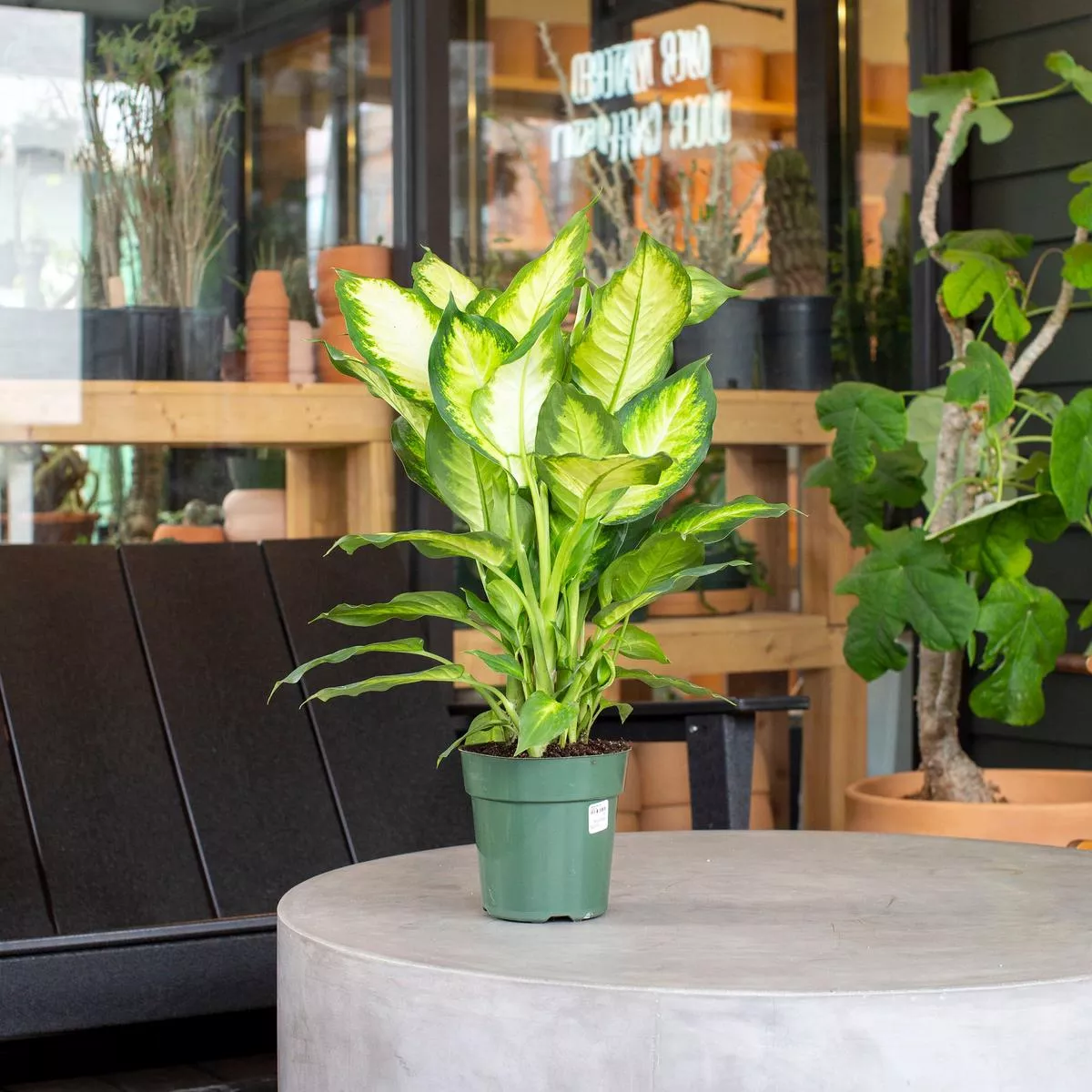 Dieffenbachia ‘Camille’ – 6″