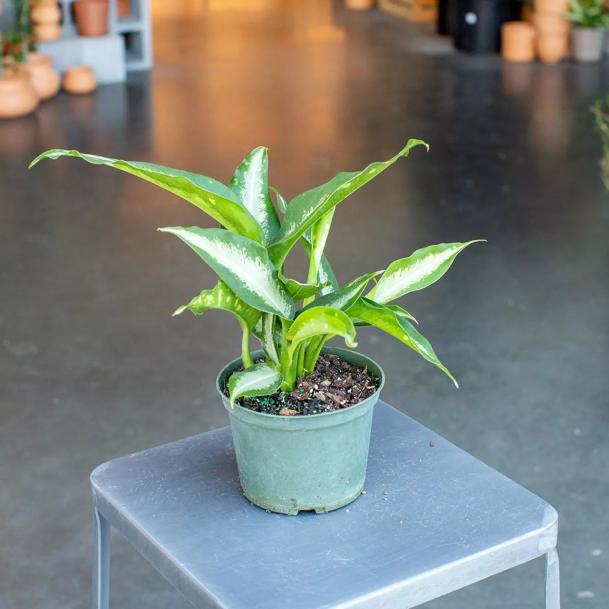 Dieffenbachia ‘Panther’ – 6″