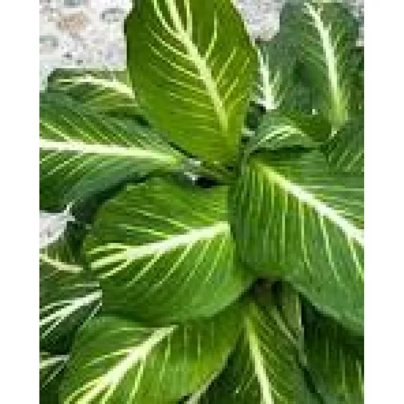 Dieffenbachia Sterling Dumb Cane White Veins