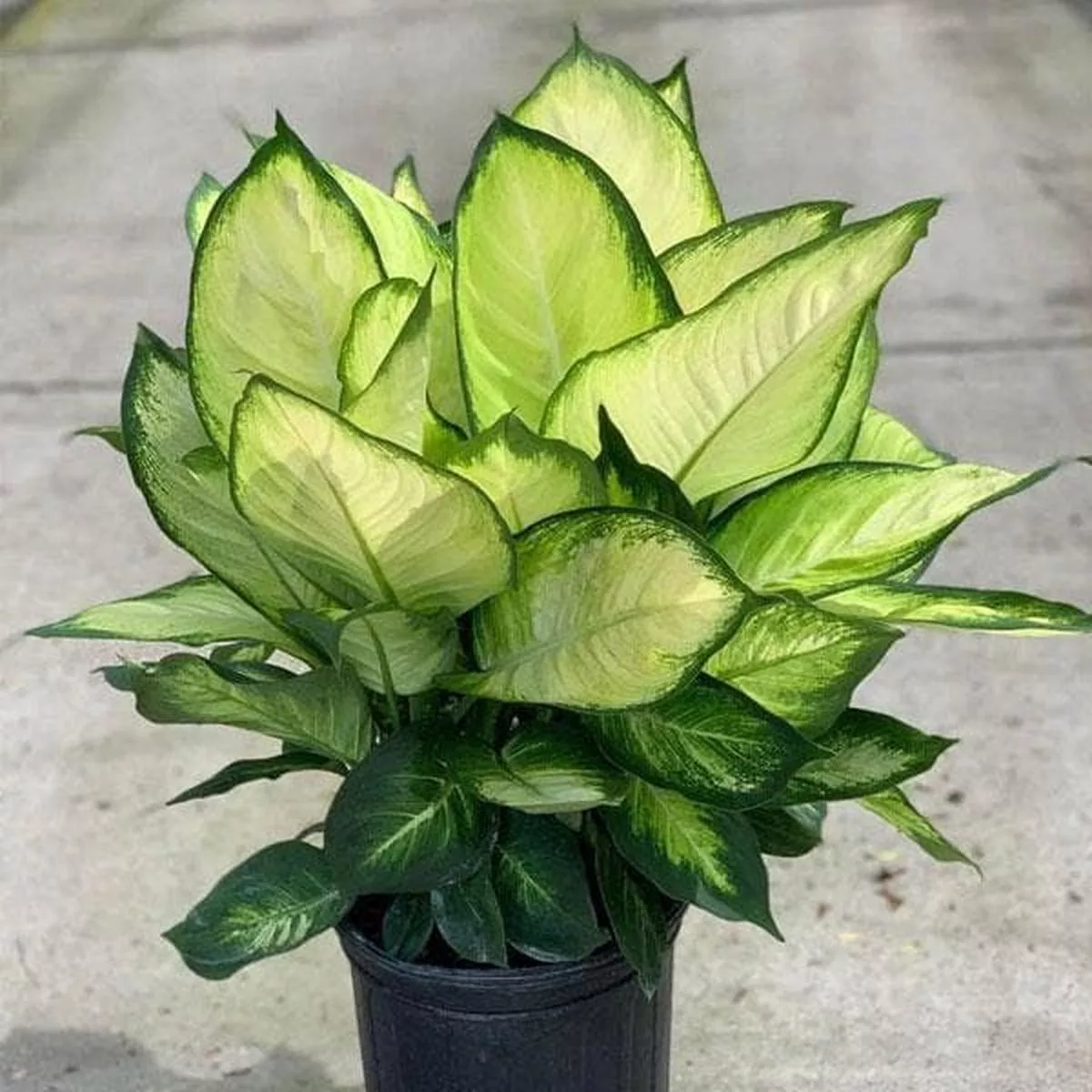 Dieffenbachia Tropic Marianne – Plant