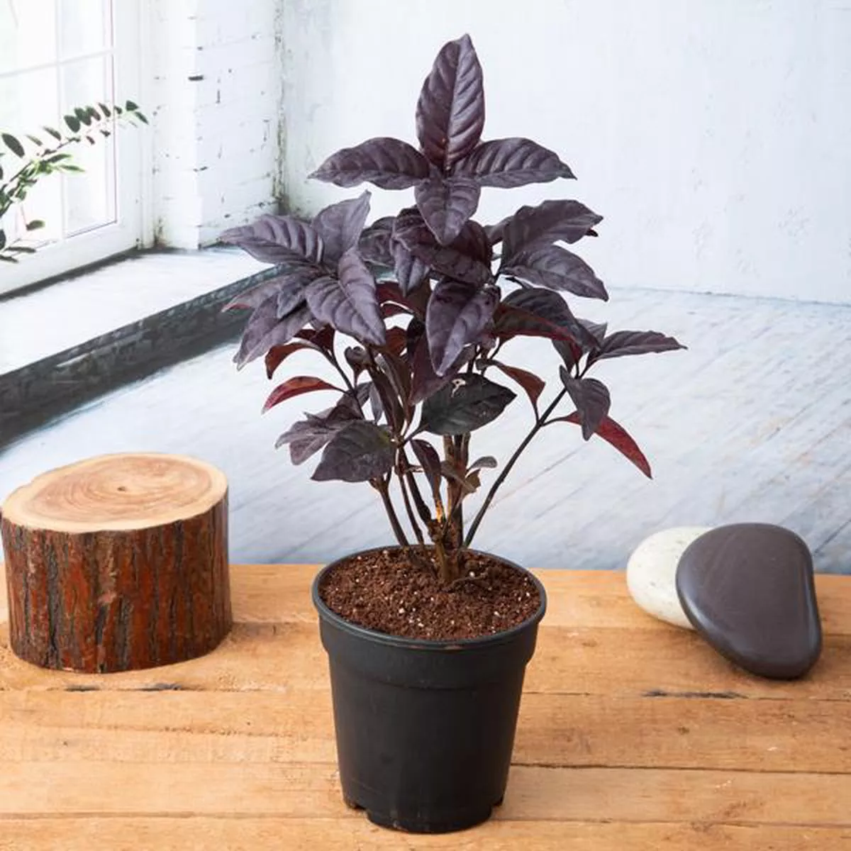 Diervilla Rivularis, Kodiak ( Black, Choclate) – Plant