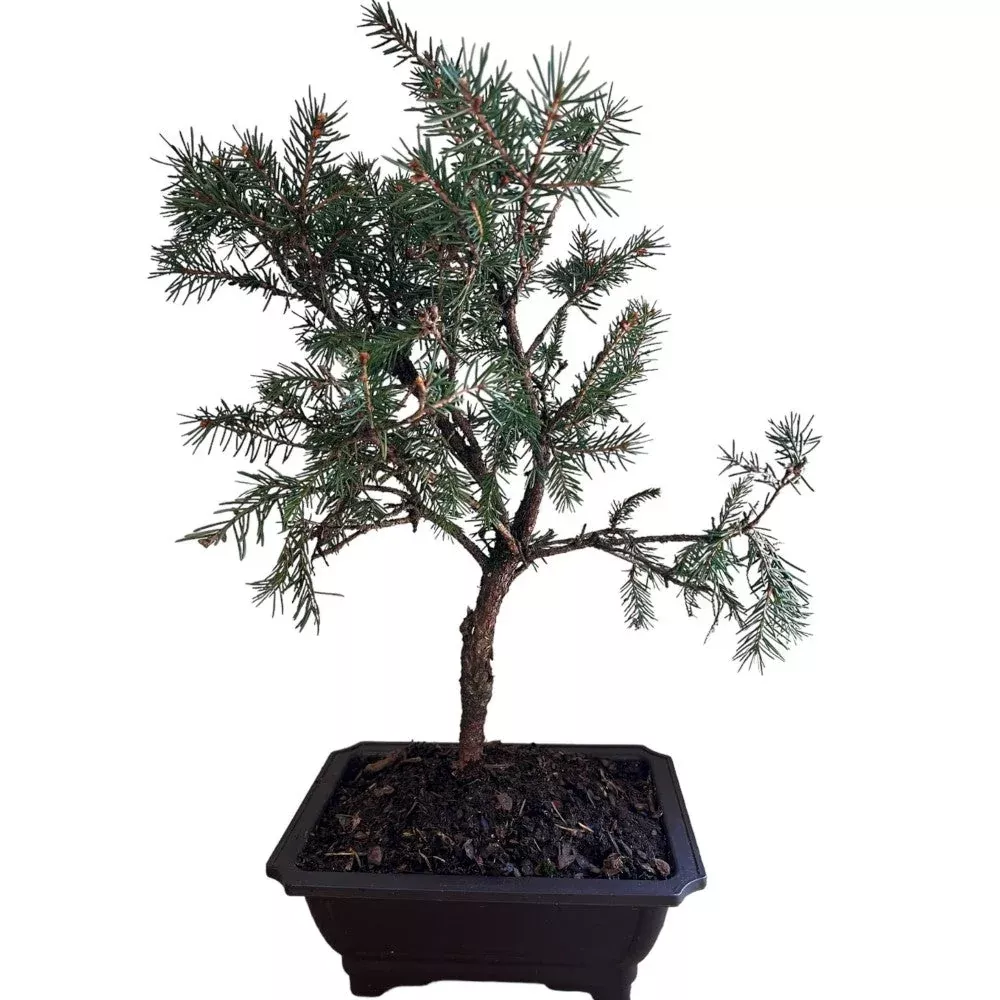Diffusa Norway Spruce Bonsai – Dwarf Weeping Evergreen Conifer Display (Picea abies ‘Diffusa’)