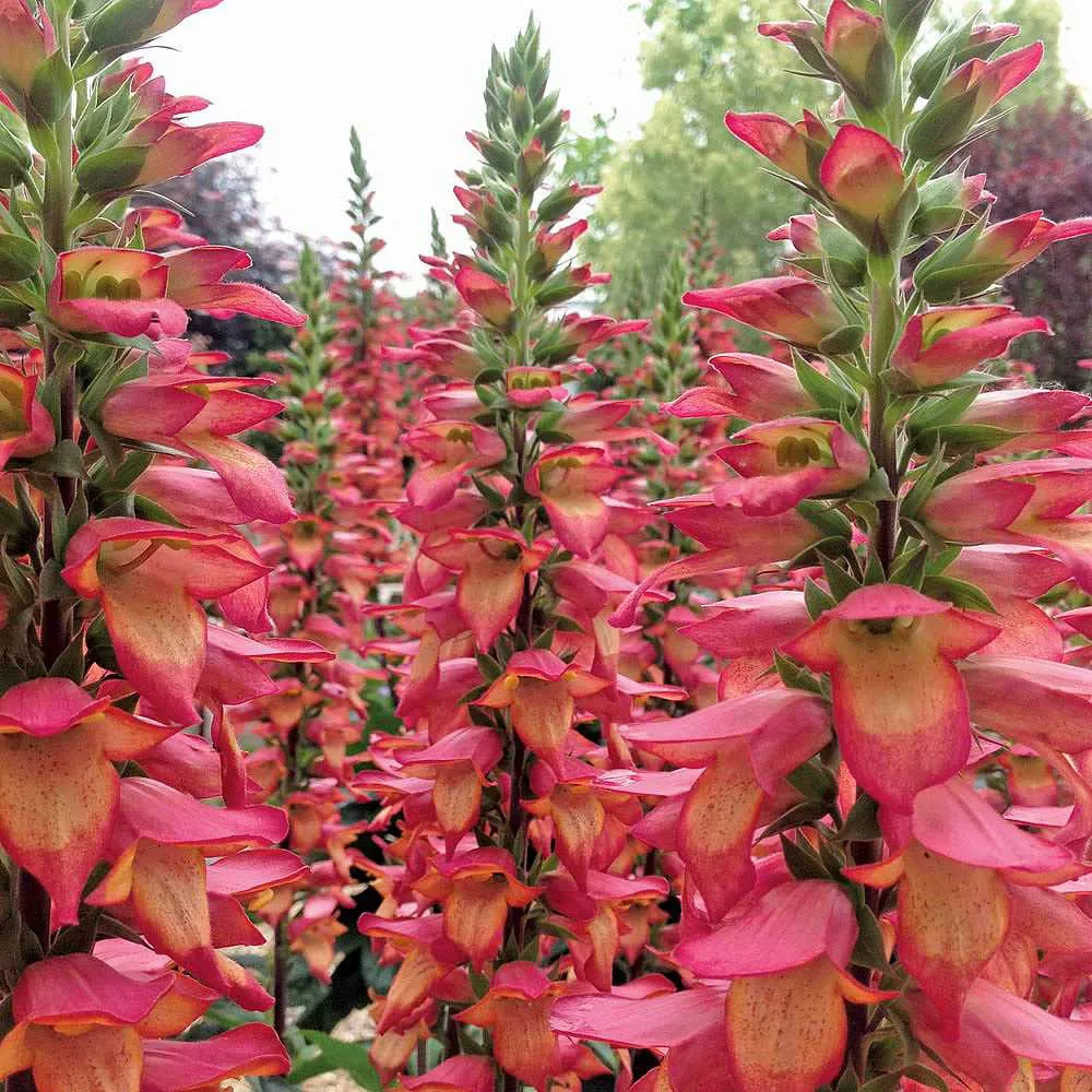Digiplexis Illumination ‘Flame’ – Digiplexis