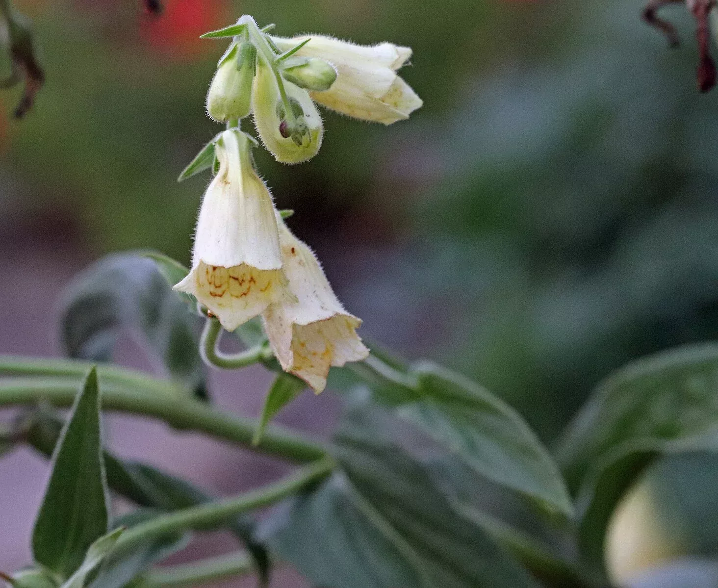 Digitalis ciliata | hairy foxglove