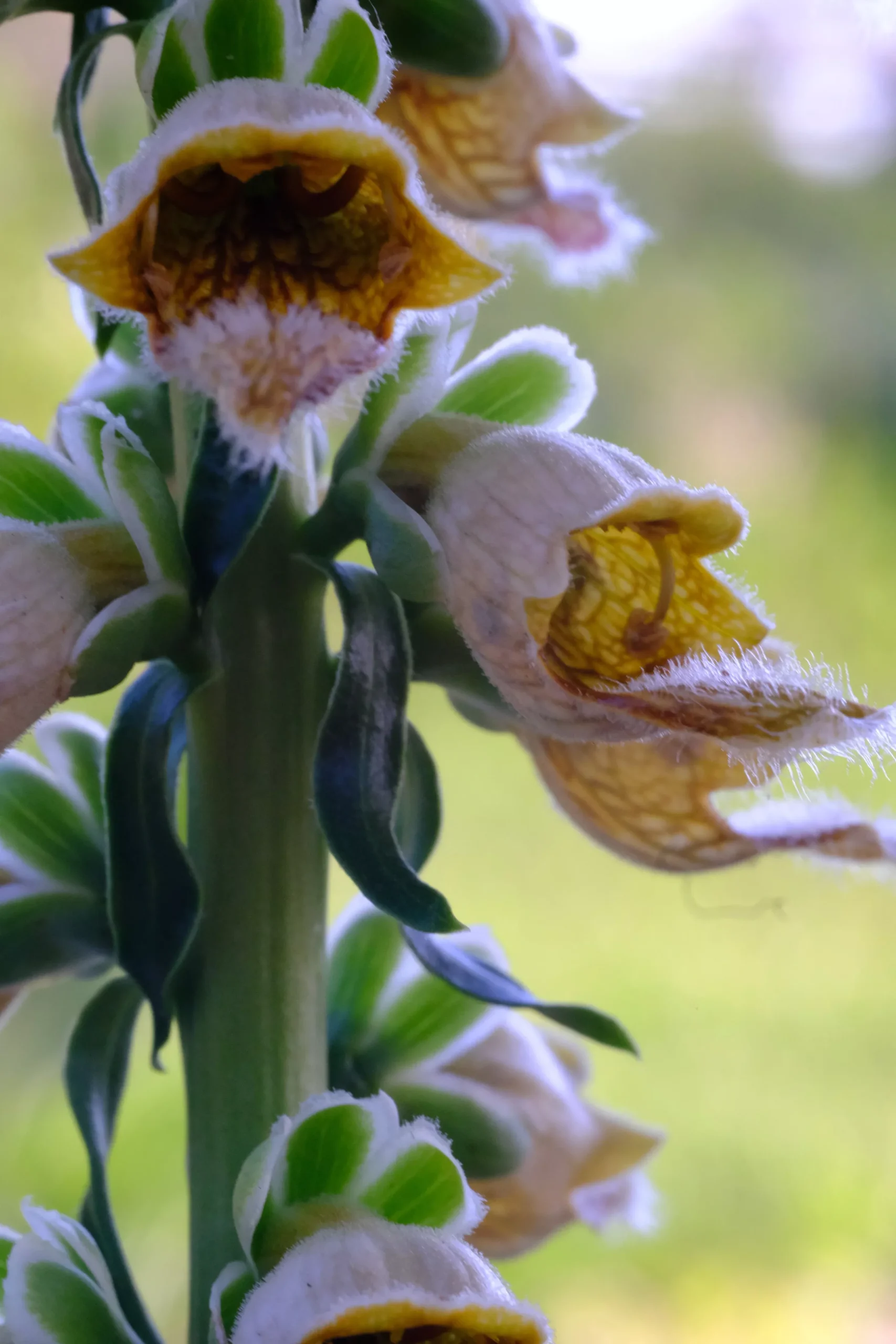 Digitalis ferruginea | rusty foxglove