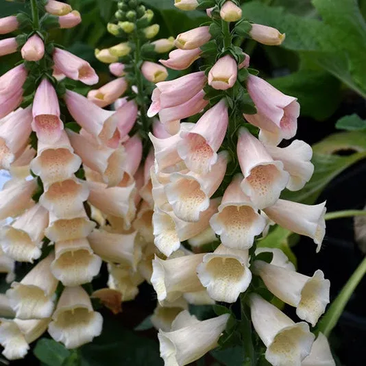 Digitalis Foxglove Dalmatian Peach